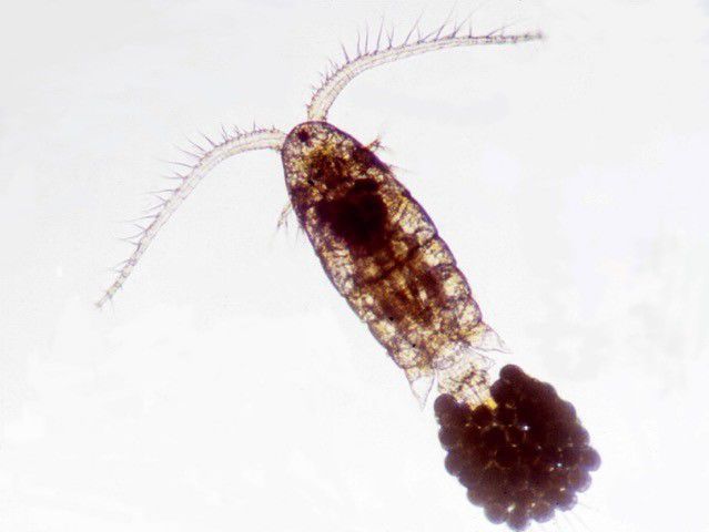 032419-wsj-news-plankton